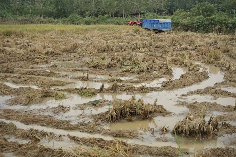 阴雨50天,他用3200块救回30万斤玉米