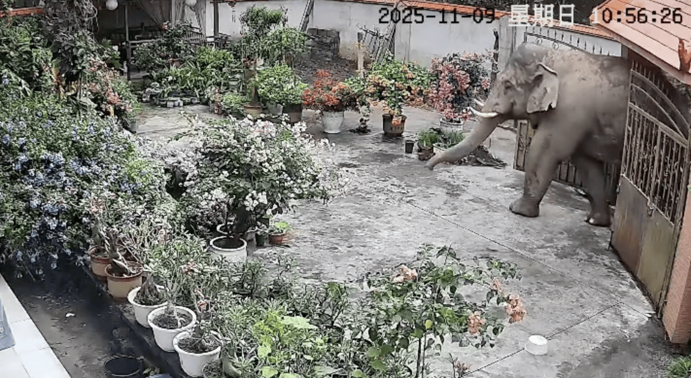 监拍云南勐腊野生大象闯入居民家，顶开铁门后院中散步，野保：如有损失，有专门保险