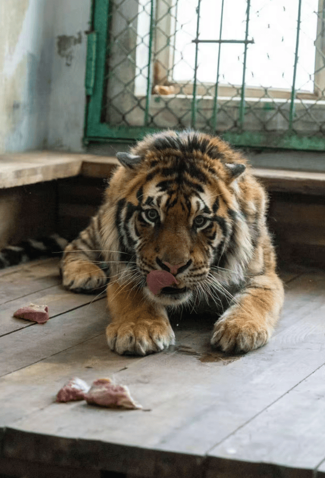 认养东北虎两年，续费时才知道老虎已死亡