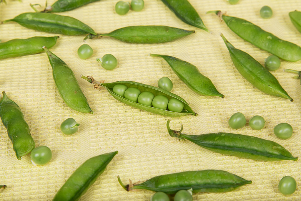 豌豆币(豌豆币是什么)