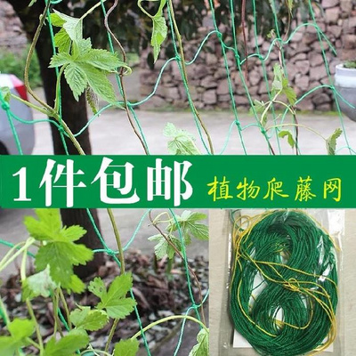 Q网(q网络梗)