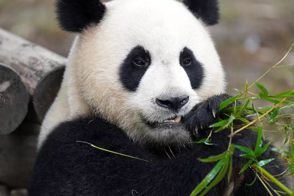 PandaFe(pandaFe熊猫合约)