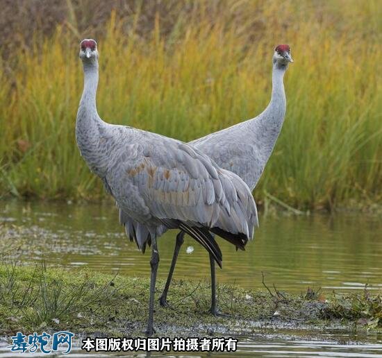CREX24(cre型拉力试验机)