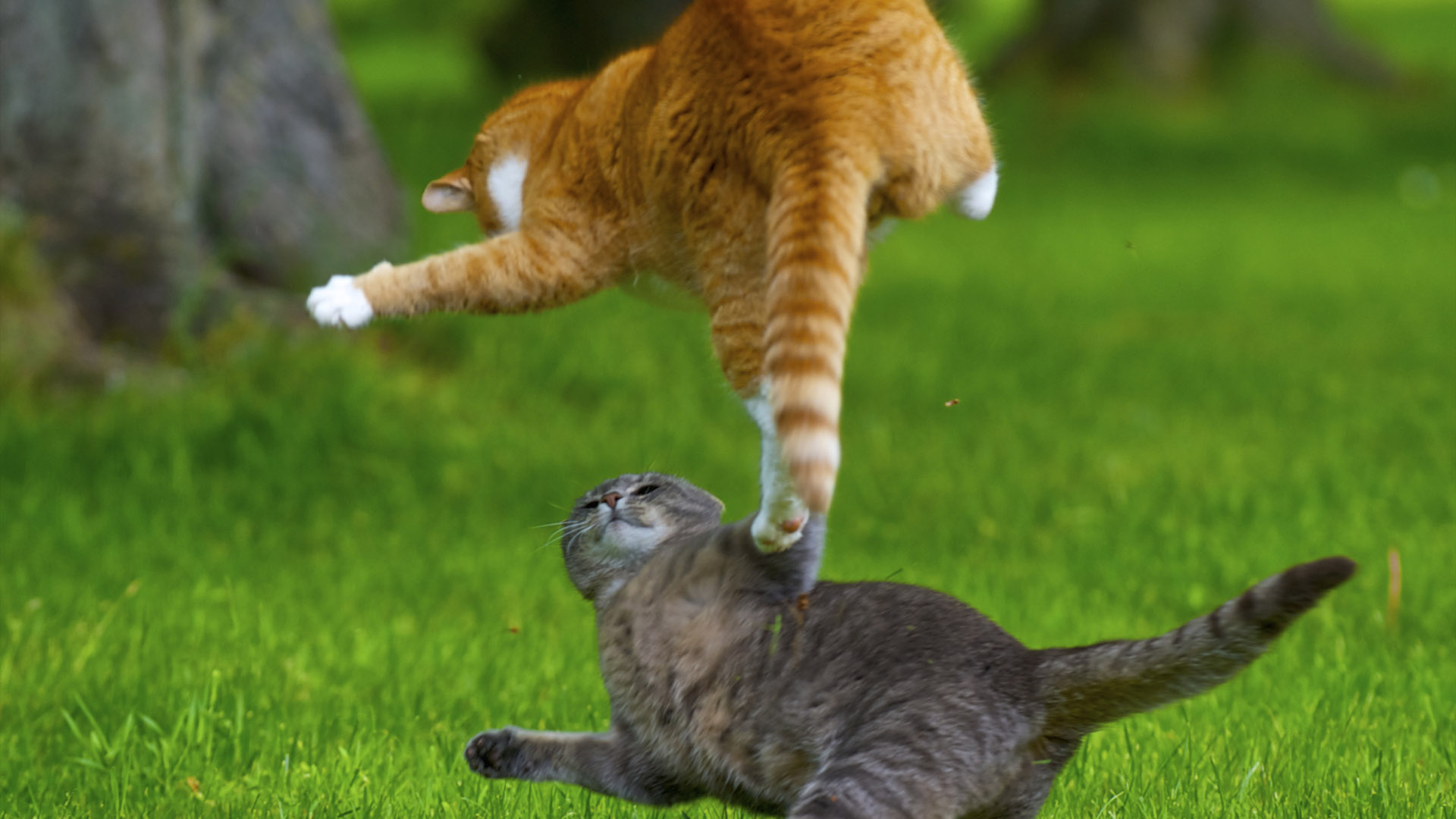 飞猫(飞猫智联和中兴哪个好)