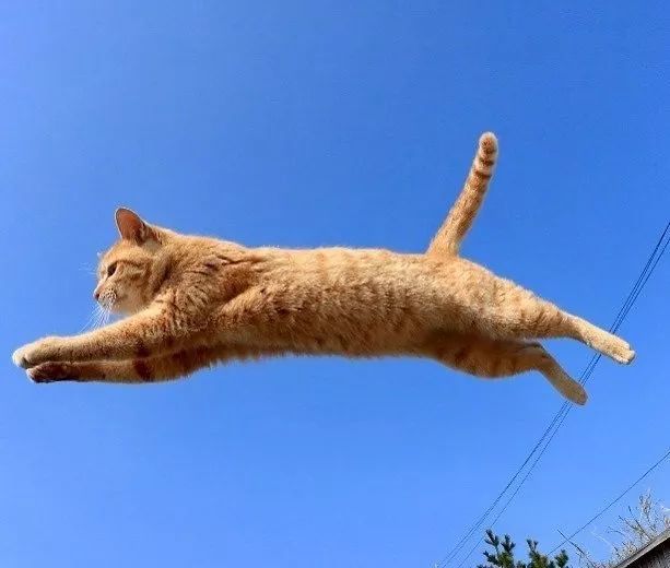 飞猫(飞猫u8怎么样)