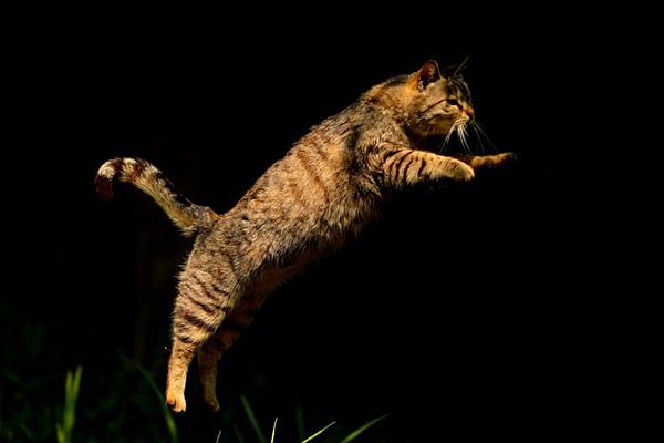 飞猫(飞猫网盘怎么免费下载)